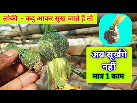 कद्दू - लोकी आकर सूख जाते हैं तो ये जरुर करें कभी नहीं सूखेंगे । why Female Flower drying & solution