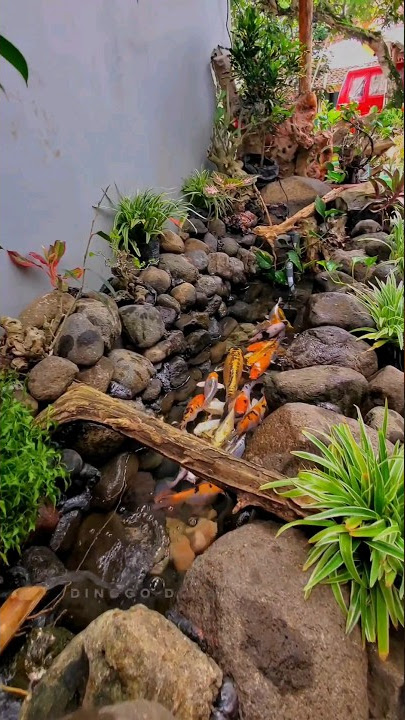 Pembuatan kolam koi dari Batu Sungai #kolam #koi #koifish #shortfeed #waterfall