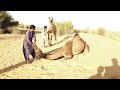 Black female camel  white male camel camel by thar