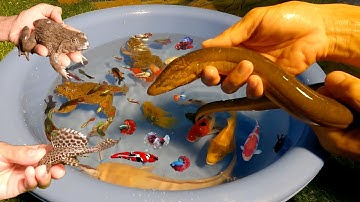 Video các loại cá đẹp, cá betta, cá lia thia rồng, cá bảy màu, cá vàng, lươn, ếch