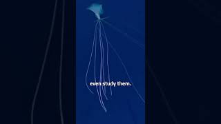 Creepiest thing in the Ocean... #crazyfacts #deepsea #thalassophobia #creepy