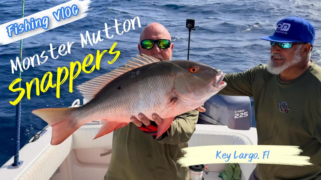 4 крупных окуня-баранины, выпущенный групер Нассау и черный групер длиной 32 дюйма.