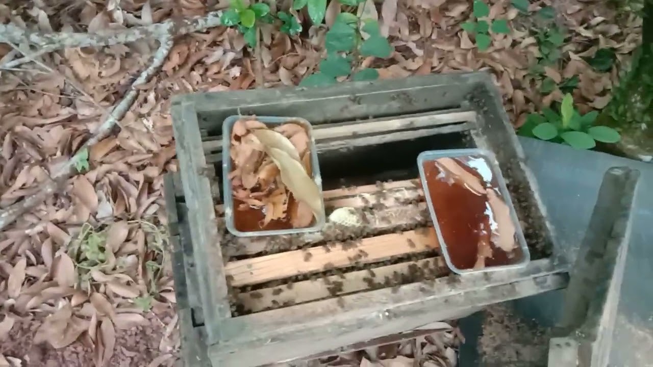 Cho ong ăn no trước mỗi trận rét                     Feed the bees before each cold spell.