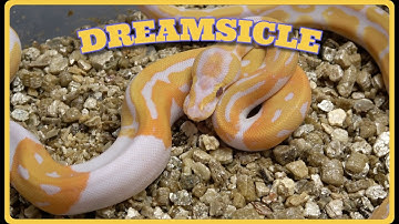 I Must Be Dreaming! Dreamsicle Clutch!