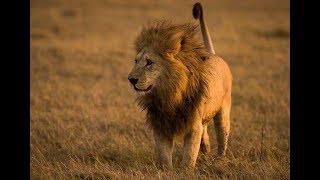 video SINGA (HD)