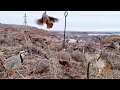 Incredible Traditional Bird Catching Method That Works #MauntainChukarHunting