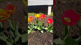Тюльпаны в моем саду.