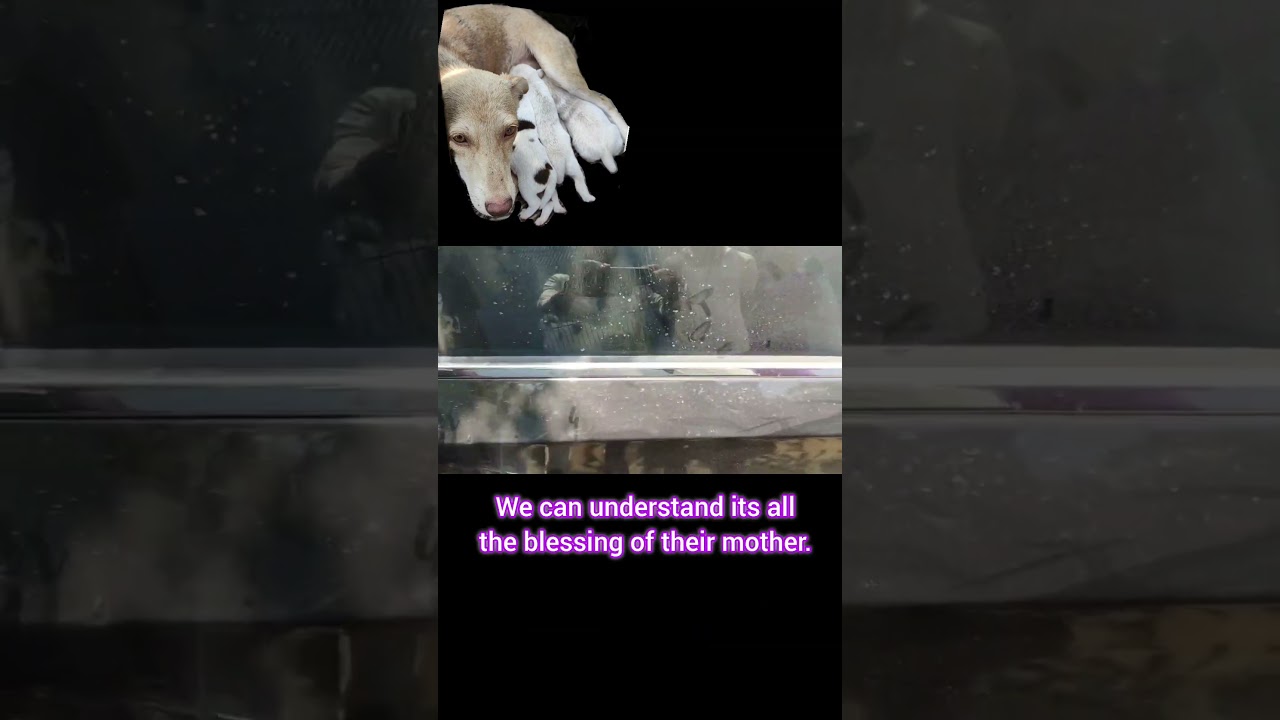 With the Mother's Blessing they got a Home. 