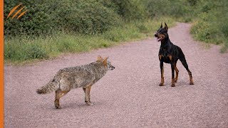 Als Der Präriewolf Den Dobermann Angriff Zahlte Er Einen Hohen Preis