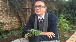 School history st benedicts