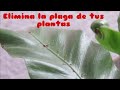 Eliminar Plagas de tus Plantas con Vinagre / Remedio casero para matar insectos de las plantas/