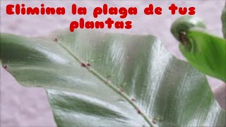 Eliminar Plagas de tus Plantas con Vinagre / Remedio casero para matar insectos de las plantas/ by Aprendamos Juntos con Damary 421 views 2 months ago 4 minutes, 17 seconds