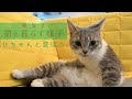 【定点カメラひちゃんと遊ぼう】猫と暮らす様子（環境音）No music 20210426晴れ 作業用勉強用睡眠用BGM・ASMR