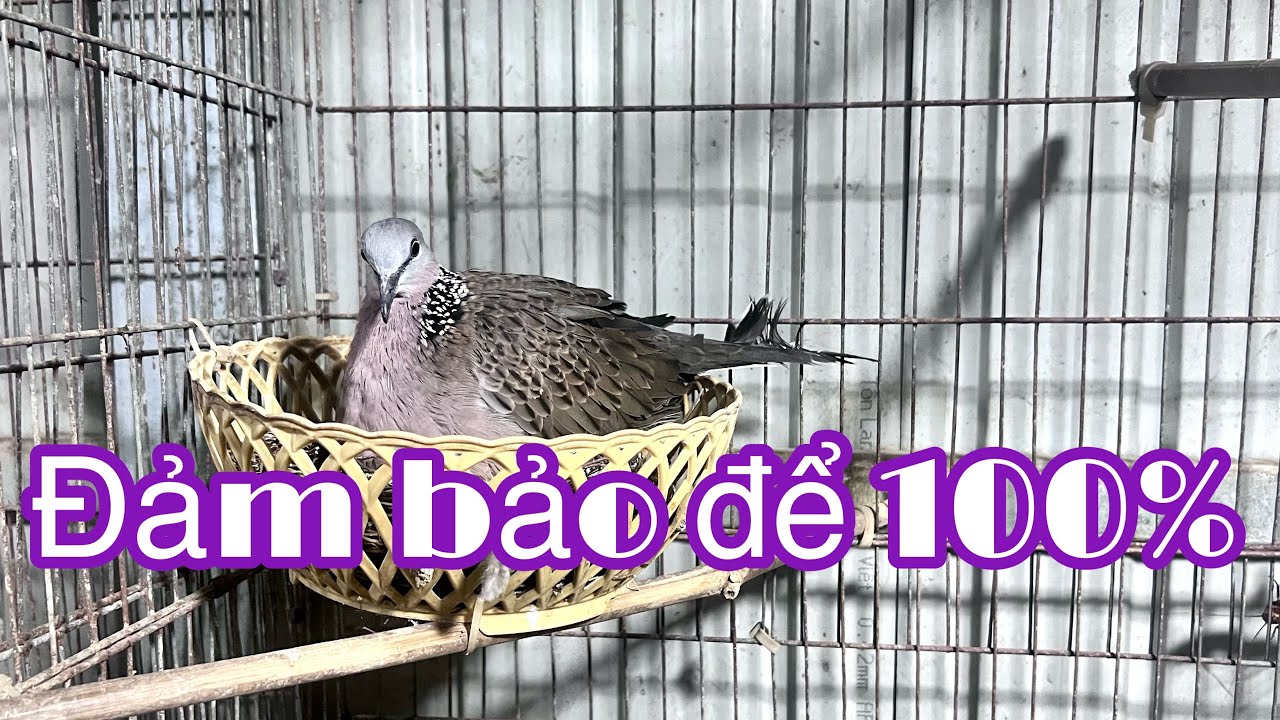 Cho chim cu gáy ăn gì để đẻ trứng, chịu trống, anh bảy thép