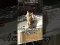 Runaway (lyric)_  🐈 in Da lat/VietNam_sad lofi for lonely days
