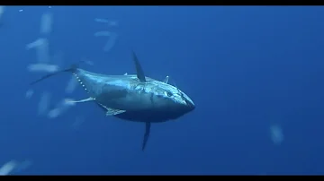 ¿A qué velocidad se pesca el atún?