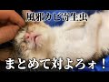 キモヲタが拾ったボロボロの子猫を育てる