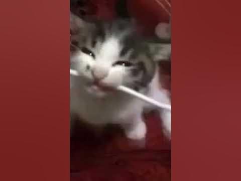 Cat Bites Cord - YouTube