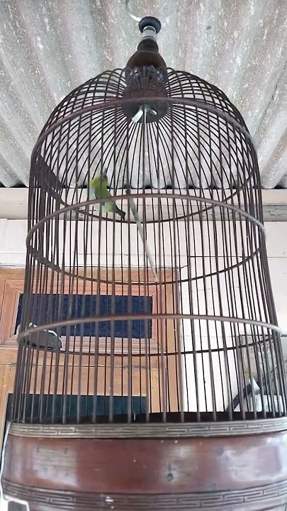 Pleci Monty Betina Nyari Jantan#shorts