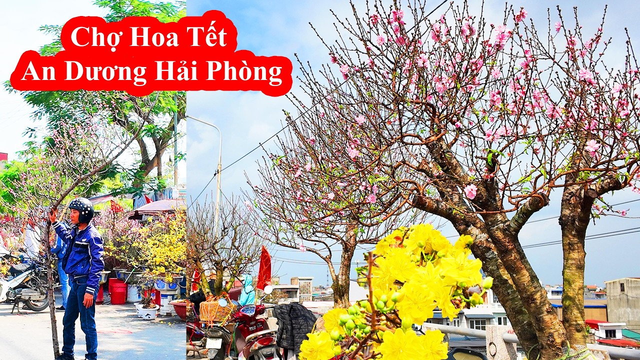 Chợ hoa xuân Hải Phòng 2026 đông nghịt người – Tết về khắp phố