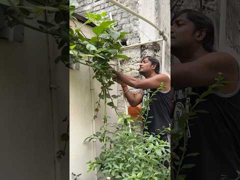 ছোটো বাগানটা ঘুরে দেখালাম🍀😍
