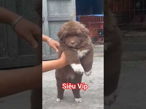 Bắc hà xù đỏ tứ túc mai hoa siêu víp#bachatv #chohay #animals #pets #cute #funny #thinhhanh #cutedog