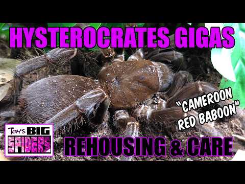 Hysterocrates gigas "Cameroon Red Baboon" Rehouse and Care