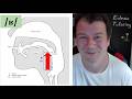 Mastering the French 'R': A Mechanical Guide to the Uvular Fricative /ʁ/