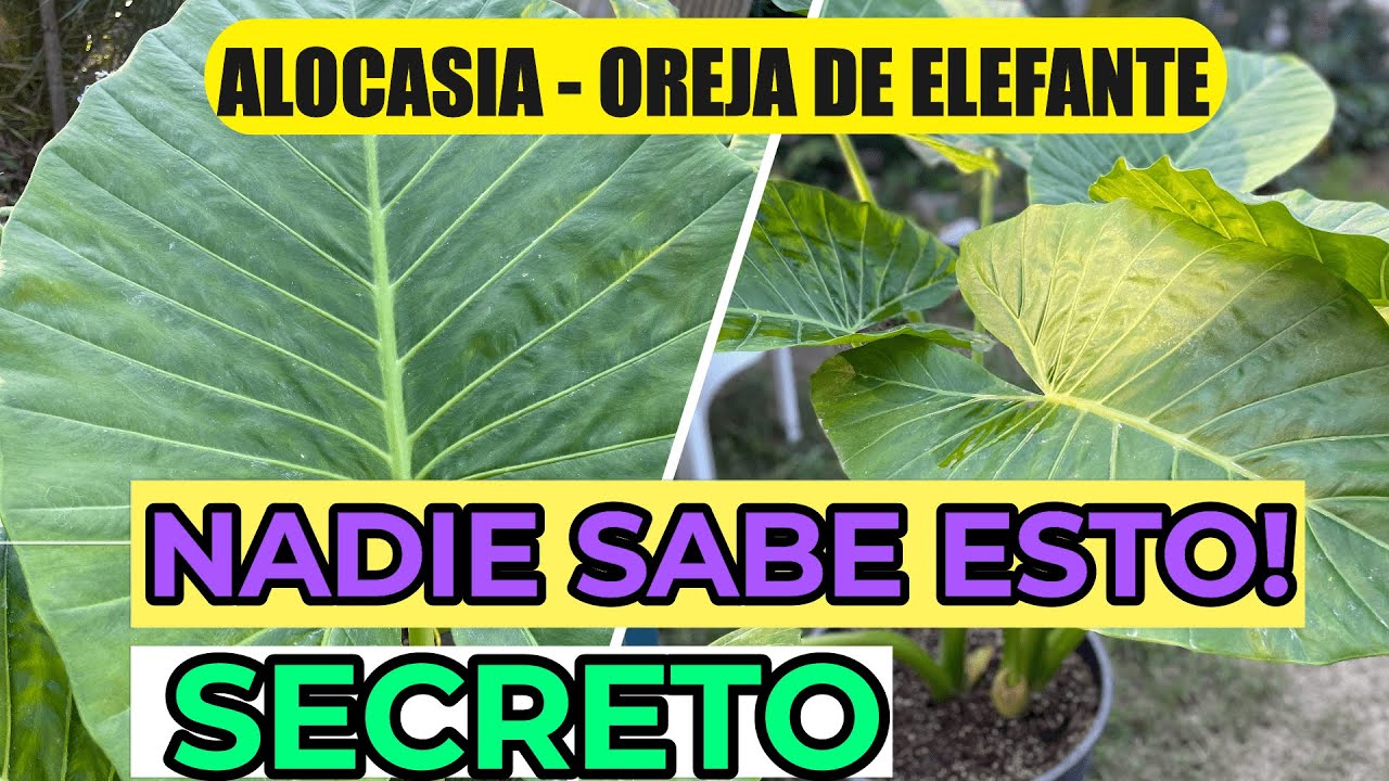 REVELO Su SECRETO..?Planta Oreja De Elefante ? | Cuidados ALOCASIA o  MARQUESA - YouTube