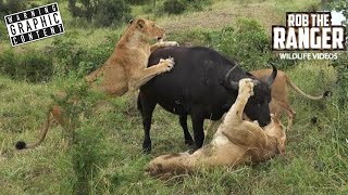 Watch This Incredible Lion Vs Buffalo Encounter In South Africa Watch This Incredible Lion Vs Buffalo Encounter In South Africa