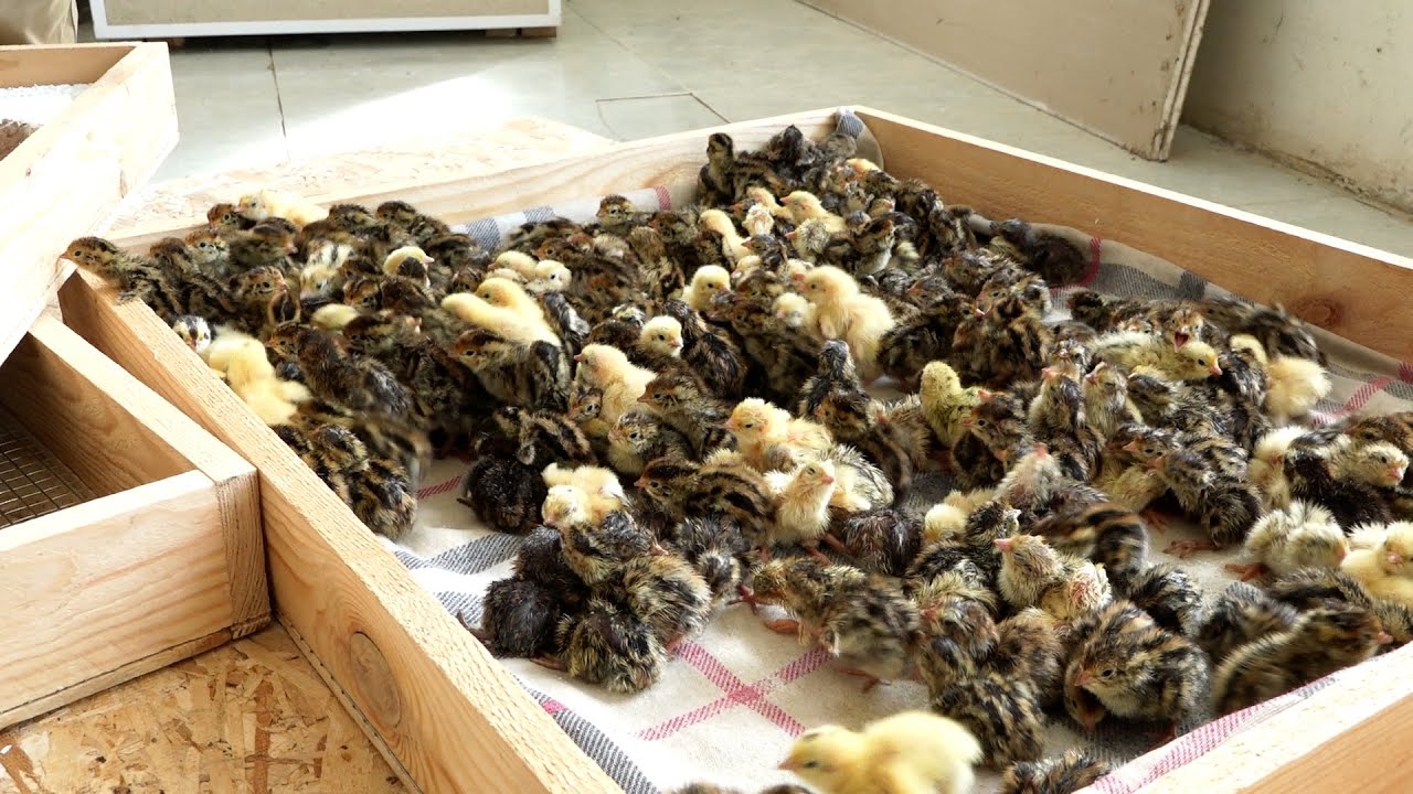 Գաղափարից իրականացում ամենակարճ ճանապարհը ցանկությունն է