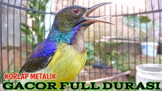 Kolibri kelapa | manggar | wiceh | pancingan korlap metalik gacor full durasi 