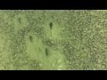 Manatees Swimming Through A Massive School of Stingrays (called a fever) in St Petersburg, Florida