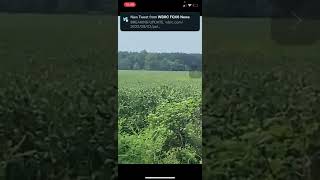 WTVA was live on Facebook for the plane that went down now on a field it looks like and the person