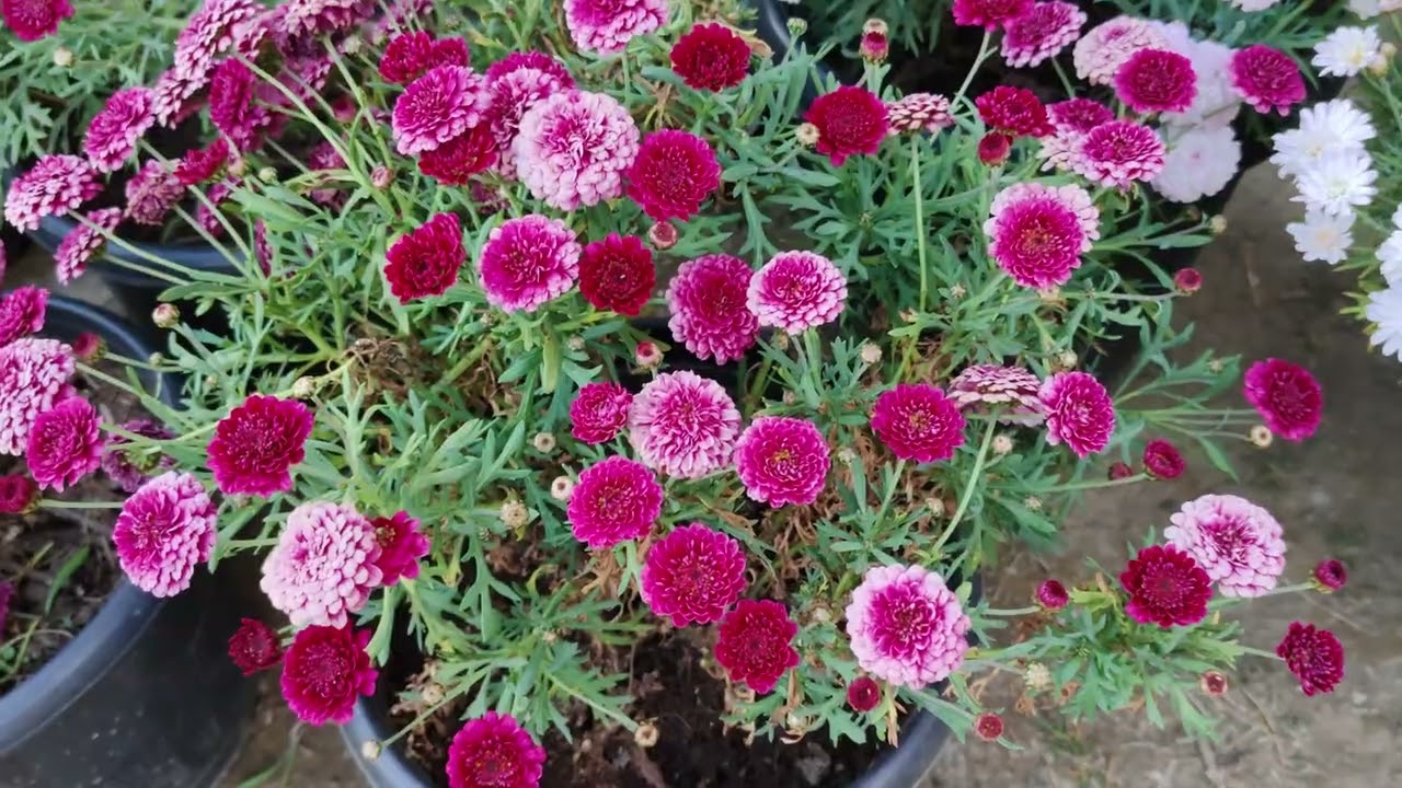 Khaile Valentine's day pualin Jerusalem Daisy par vullai thlir ho na lo nei ve ila biangno🌹🌹