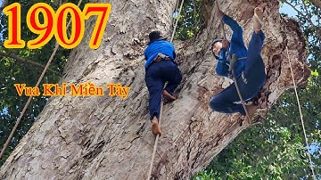 Nín thở khi Vua Khỉ Miền Tây chuyền qua nhánh khác của cây Dầu (2/3) Cutting redwood