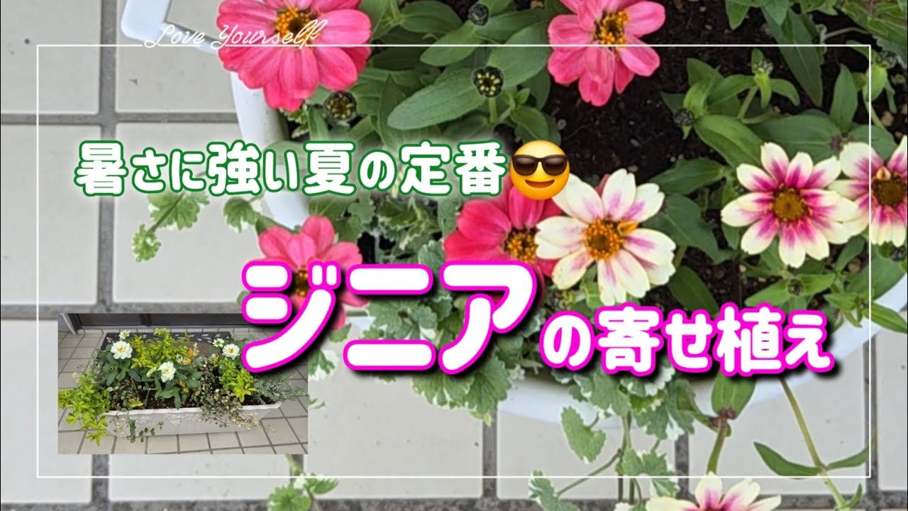 ジニアの寄せ植え】夏は強い花に限る😆可愛い花ジニア植えました