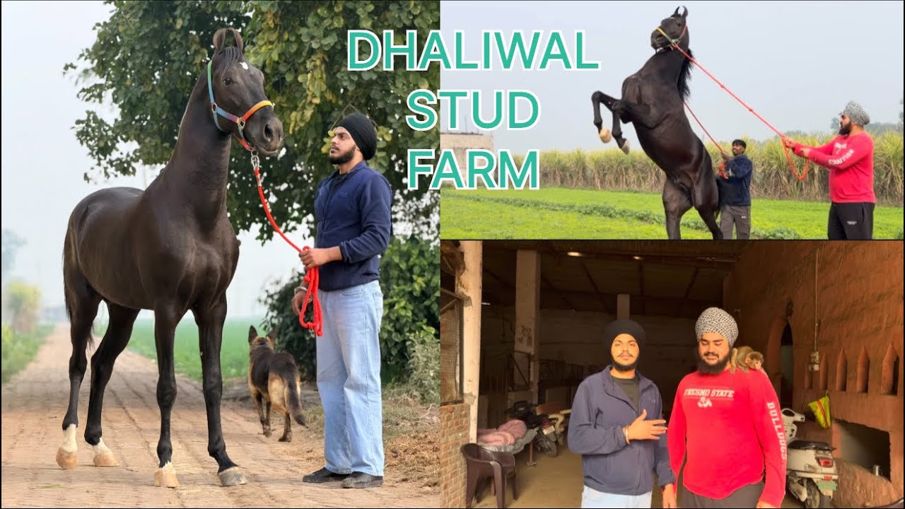 ਘੋੜਾ ਹੋਗਿਆ ਬੇਕਾਬੂ 😱 | Shocking Moment at DHALIWAL STUD FARM 🐎💥