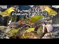 Masteran Burung Kecil Gereja Pleci Prenjak Kolibri Ciblek Dll Mp3 - Mp4 Download