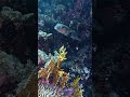 Pufferfish #fish #divng #scubadiving #egipt #gopro #nature #underwater