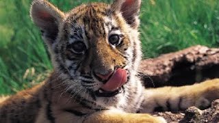 Tiger Jigsaw Gameplay Girlsgogames.com screenshot 2