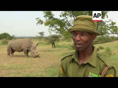 What the death of a white rhino really tells us