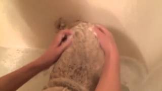 Senior pug bath time