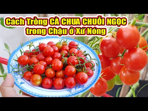 Video Cách trồng cà chua chuỗi ngọc trong chậu ở xứ nóng - youtube