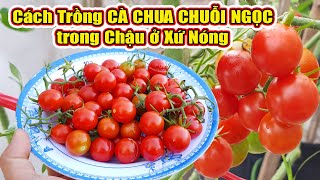 Top 9 Cách Làm Gian Cho Cà Chua Chuỗi Ngọc Hay Nhất Năm 2022