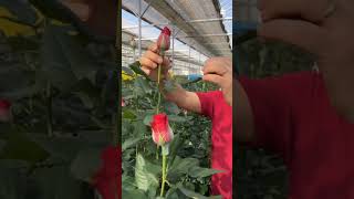 Why Are Rose Buds TRAPPED in Nets? 🌹😳#shorts