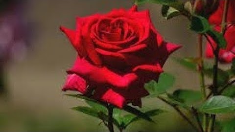 تلاوة هادئة بصوت اسلام صبحي سورة البقرة كاملة #سورة_البقرة #اسلام_صبحي