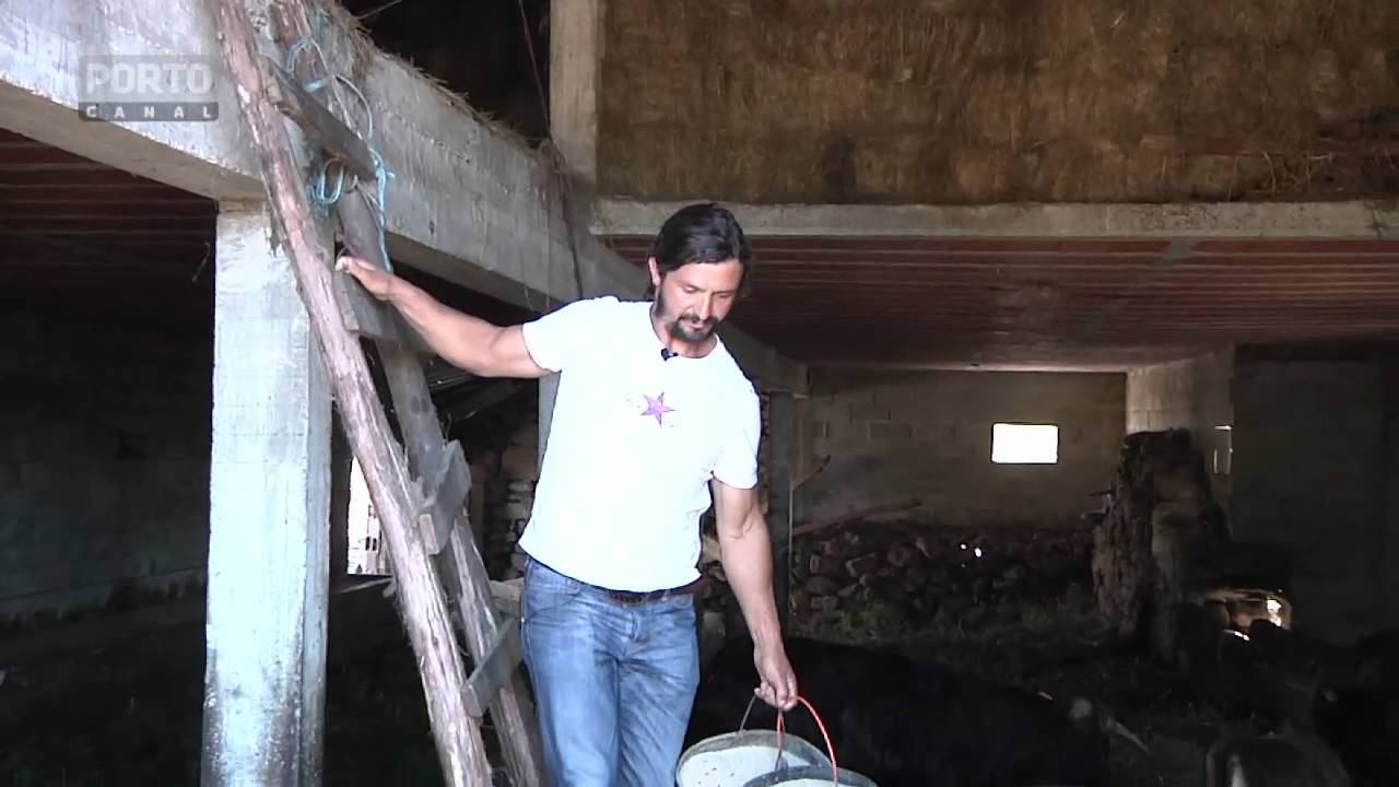 Vaca Maronesa Programa Terra