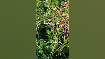 سوره الفاتحه ❤️ #اكسبلور #فري_فاير #قرآن #فاتحه
