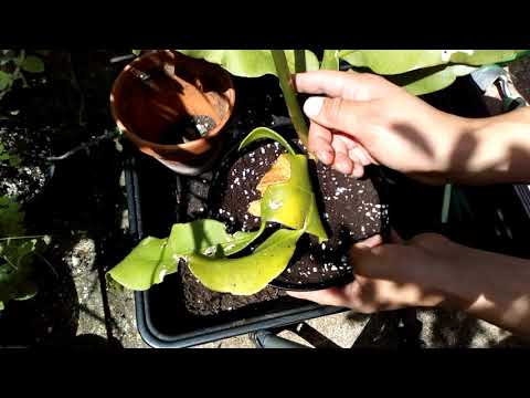 Repotting Epiphyllum Oxypetalum .